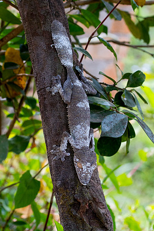Leaf Tailed Gecko 2