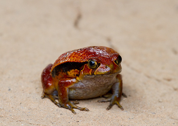 Tomato Frog