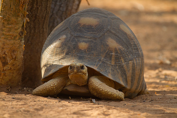 Radiated Tortoise2