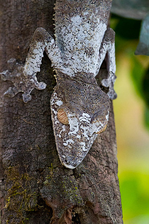 Leaf Tailed Gecko 3
