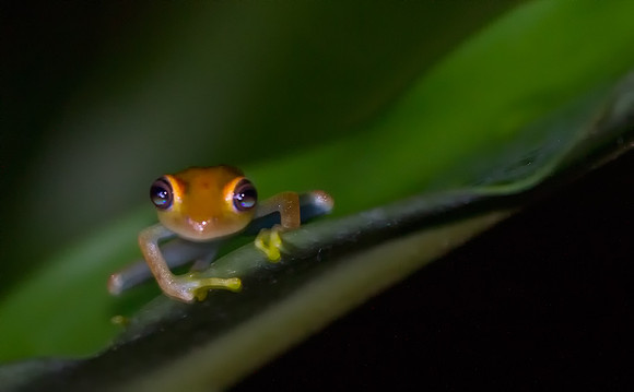 Tree Frog 5