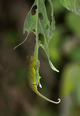 Small Chameleon 2