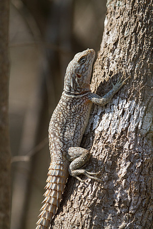 Spiney-tailed Iguanid