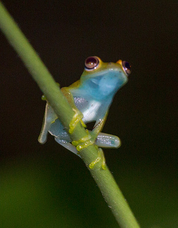 Tree Frog 4