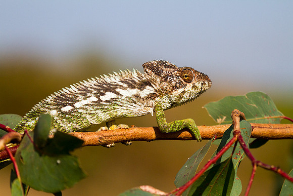 Oustalet's Chameleon 6