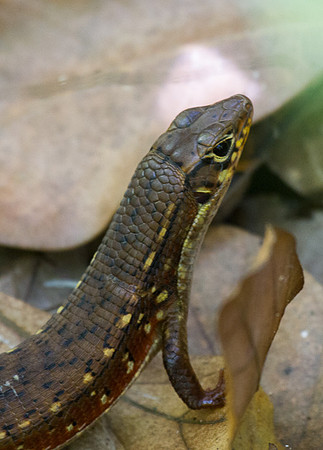 Skink