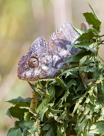 Oustalet's Chameleon 4