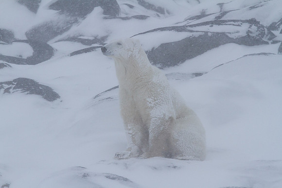 Frozen Bear 10