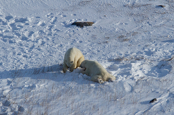 Polar Bear from the Air 3