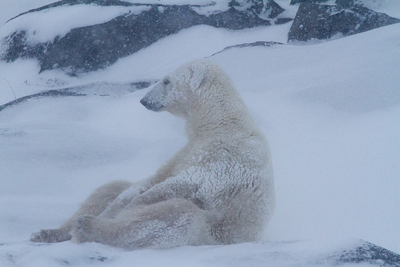 Frozen Bear 13