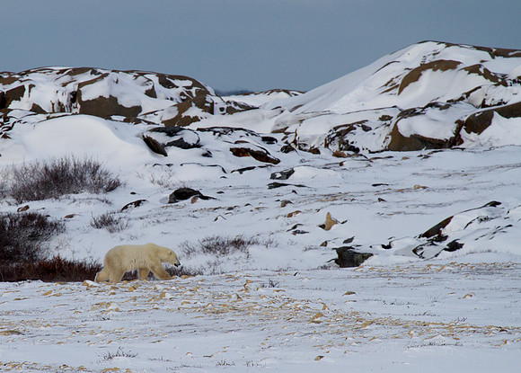 Polar Bear 9