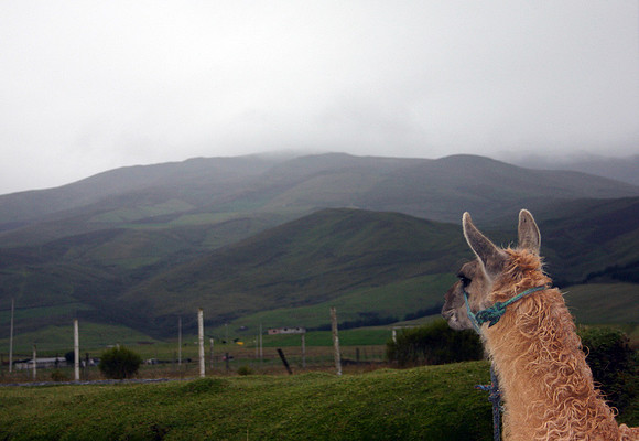 Gazing Llama