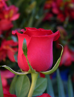 Tulip - Cuenca Flower Market