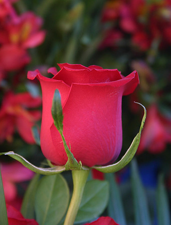 Tulip - Cuenca Flower Market