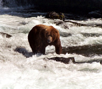 Brooks Falls 20
