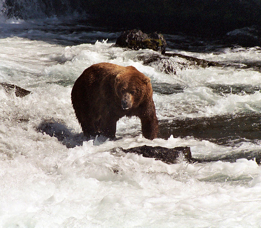 Brooks Falls 20