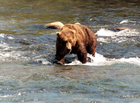 Brooks Falls 19