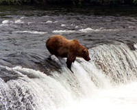 Big Guy at Brooks Falls