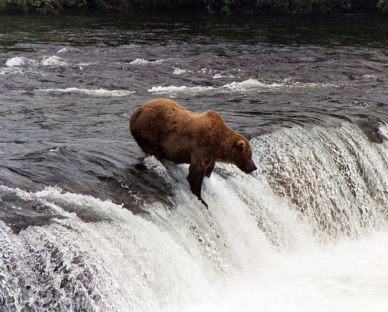 Big Guy at Brooks Falls