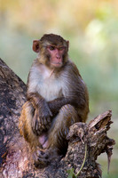 Angry Monkey
