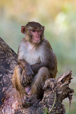 Angry Monkey