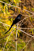 Black Drongo