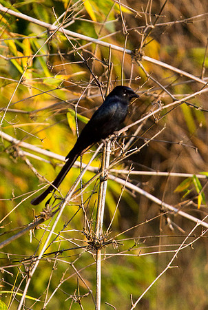 Black Drongo