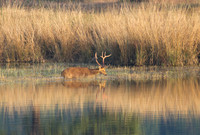 Barasingha at Sunset 1
