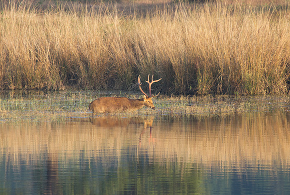 Barasingha at Sunset 1