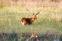 Barasinga in Wetlands