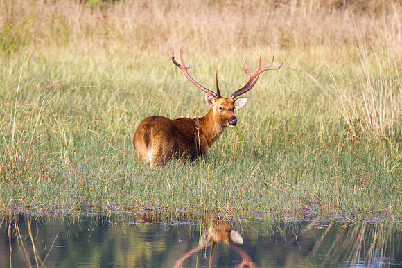 Barasinga in Wetlands
