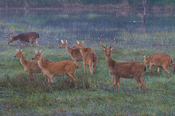 Barasingha at Dawn 2