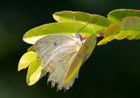 Butterfly 3