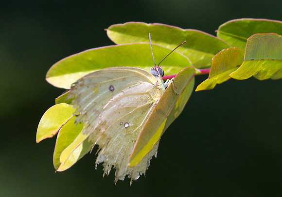 Butterfly 3