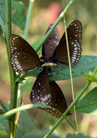 Butterfly Social at Kanha