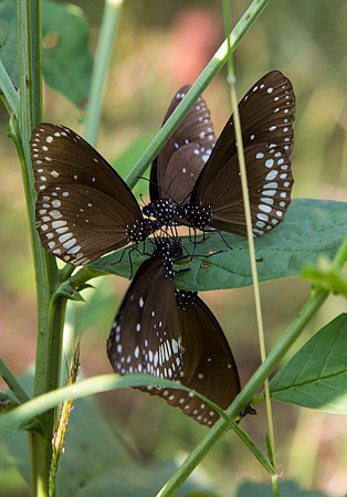 Butterfly Social at Kanha