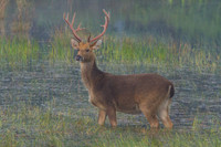 Barasingha