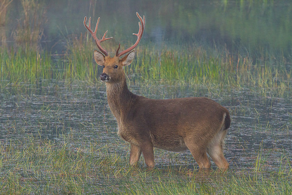 Barasingha