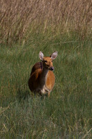 Barasingha Doe