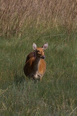 Barasingha Doe
