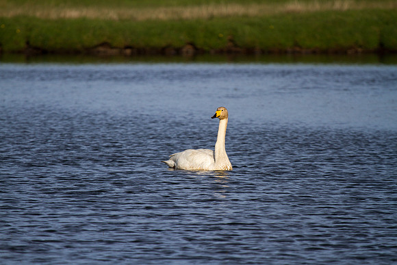 Whooper Swan 1