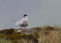 Arctic Tern 1