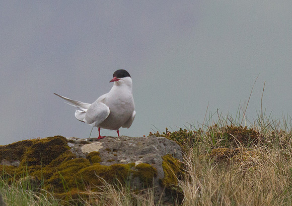 Arctic Tern 1