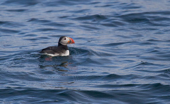 Puffin 2