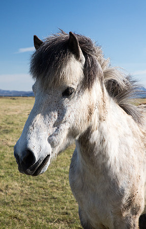 Icelandic Horse 3
