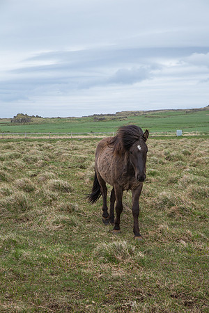 Icelandic Horse 1