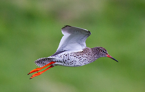 Common Redshank 1