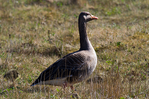 Pink Footed Goose