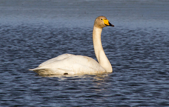 Whooper Swan 2