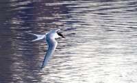 Arctic Tern 2